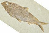 Detailed Fossil Fish (Knightia) - Wyoming #227429-1